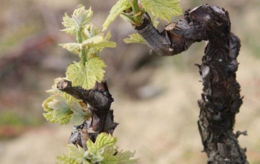 pied de vigne